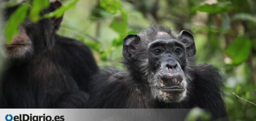 El descubrimiento de chimpancés hembra con menopausia desconcierta a los científicos