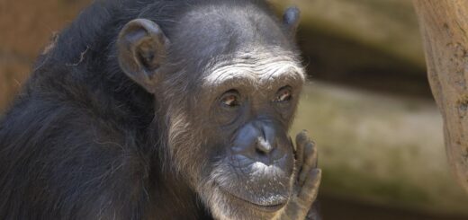 La menopausia en chimpancés desconcierta a los científicos