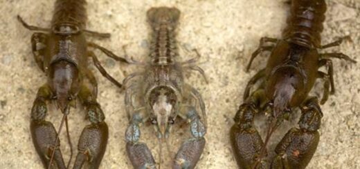 Los científicos piden que se apliquen estrategias de conservación para el cangrejo de río, que está en peligro de extinción en Europa