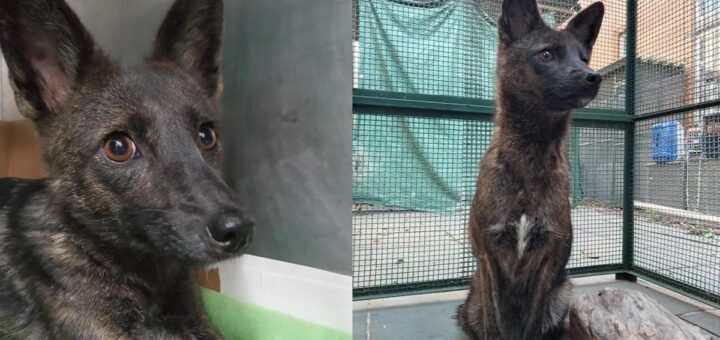 Primer caso documentado de hibridación entre un perro y un zorro de las pampas