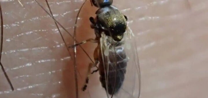 Científicos identifican en Almería una nueva especie de mosca negra en Europa