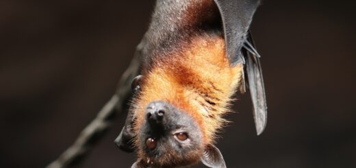 El murciélago que no usa su pene para aparearse.