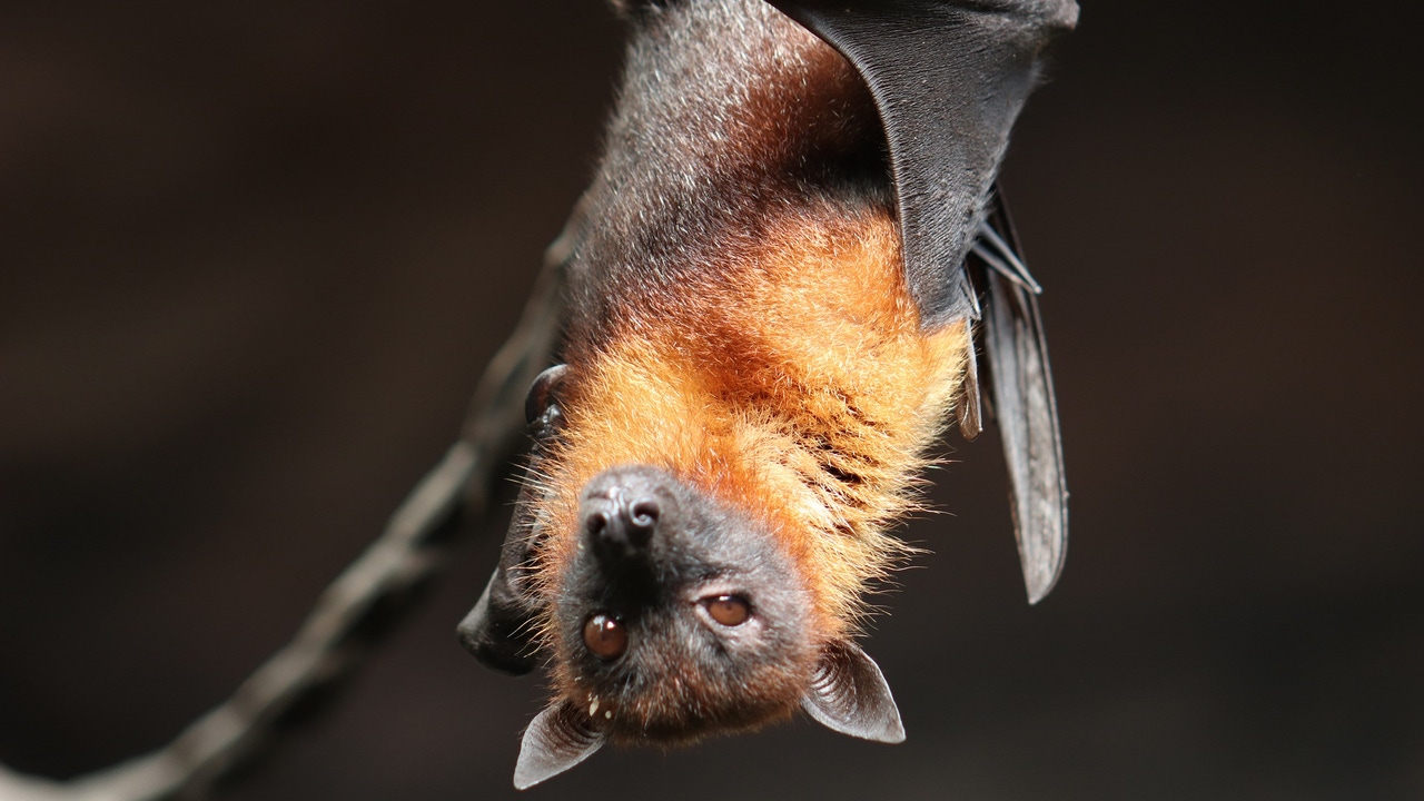 El murciélago que no usa su pene para aparearse.