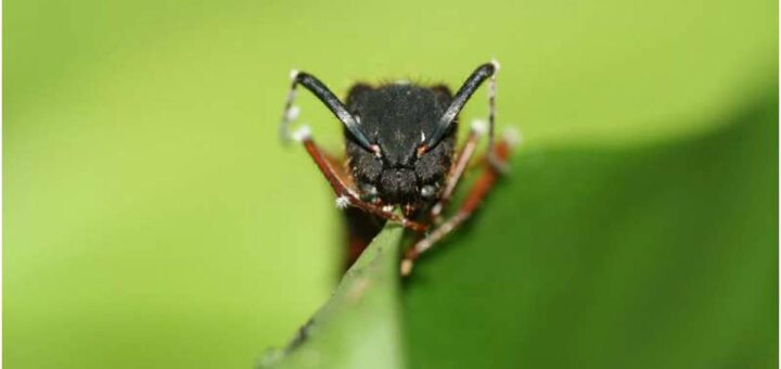 Los hongos que parasitan a estas hormigas zombies también se adaptaron al cambio climático